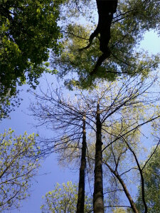 Wald am See