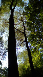 Wald am See