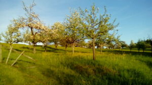 Obstwiese am See