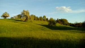 Obstwiese am See