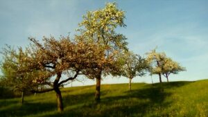 Obstwiese am See