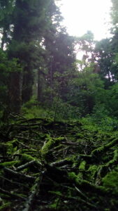 Schwarzwald