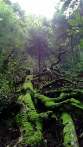 Schwarzwald