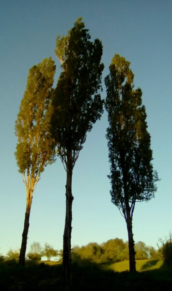 Schatten